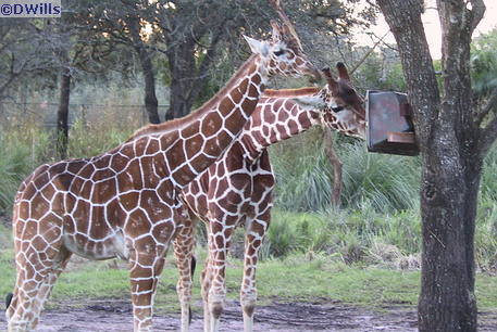 Giraffes at Animal Kingdom Lodge