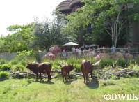 Ankole Cattle and public viewing area of the Uzima Savanah