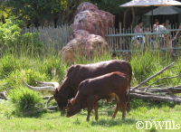 Ankole Cattle - Adult and Baby