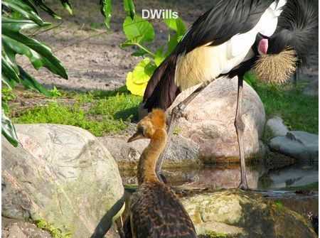 West African Crowned Crane