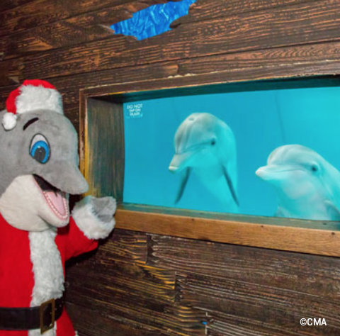 clearwater-marine-aquarium-santa-dolphin-mascot.jpg