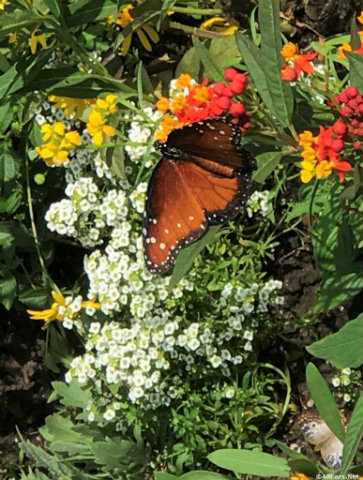 disney-world-epcot-monarch-butterfly-closeup.jpg