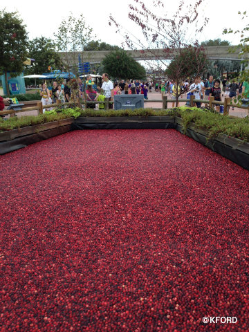 epcot-food-wine-festival-2015-cranberry-bog-.jpg