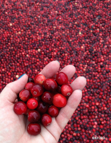 epcot-food-wine-festival-2015-cranberry-bog-cranberries-closeup.jpg