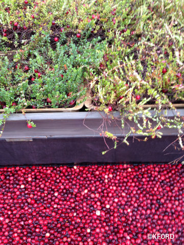 epcot-food-wine-festival-2015-cranberry-bog-plants.jpg