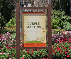 Purple Martins Epcot Flower and Garden Festival