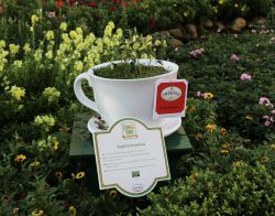 United Kingdom Tea Garden Epcot Flower and Garden Festival